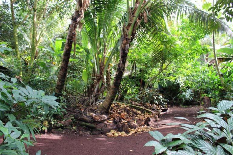 Paradise Eco Village Pahoa Exteriér fotografie