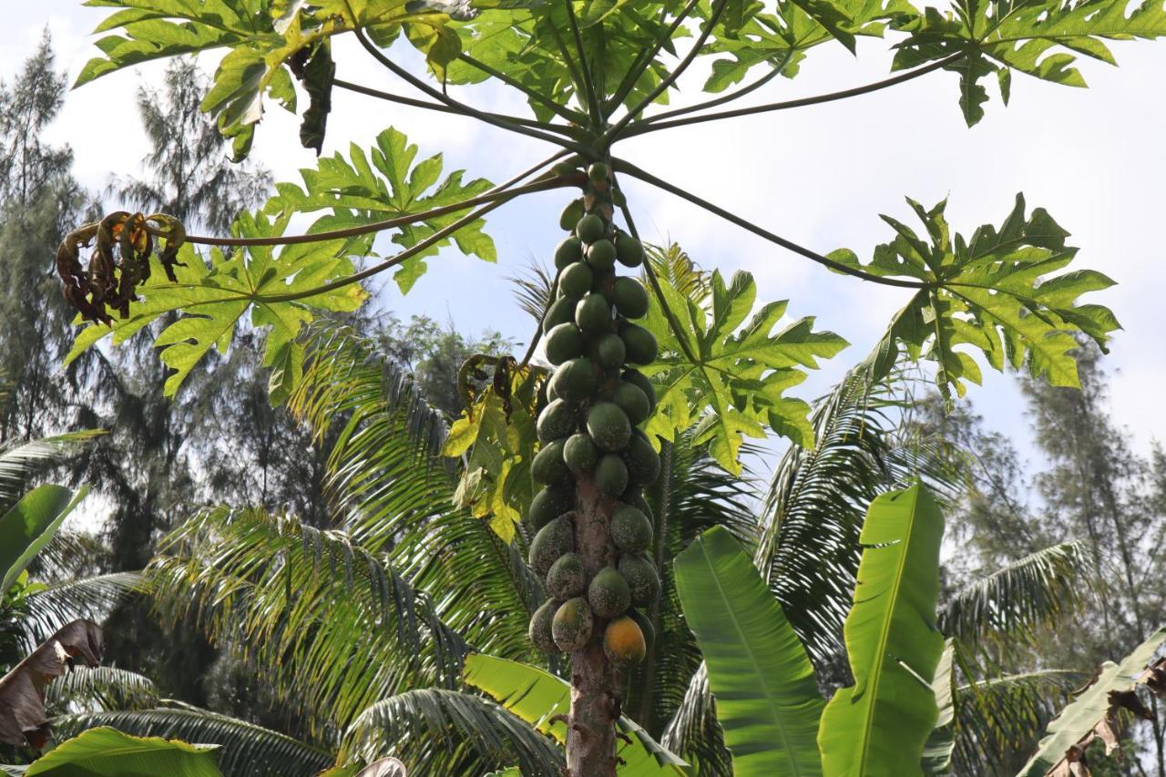 Paradise Eco Village Pahoa Exteriér fotografie